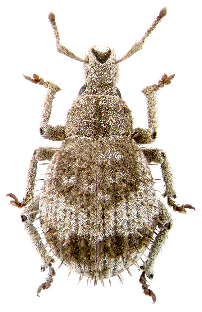 Pseudocneorhinus obesus Roelofs, 1873