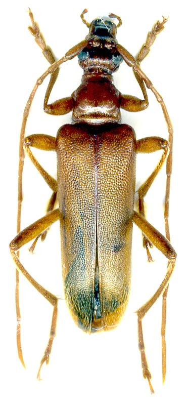 
   Pseudosieversia rufa 