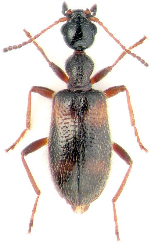 Stricticomus coreanus Pic