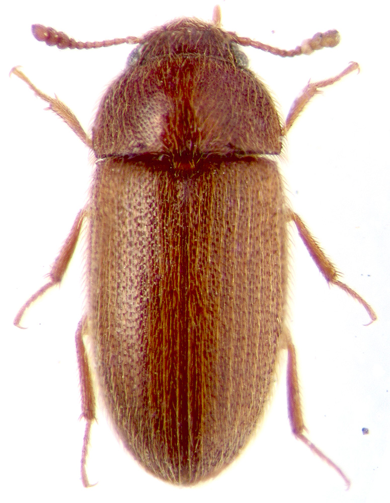 Typhaea stercorea L.