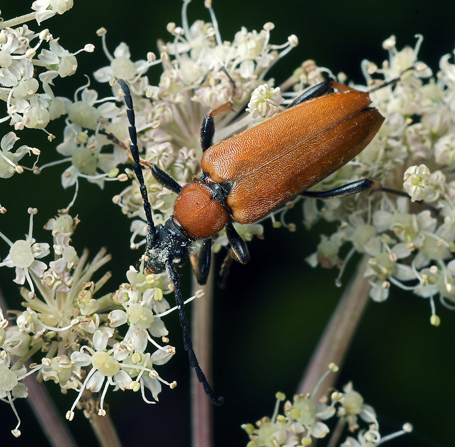 Жук Leptura rubra.