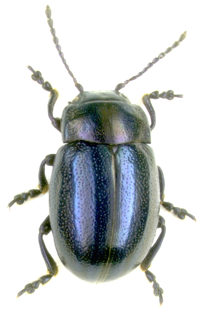 Chrysolina cerealis (Linnaeus, 1767)