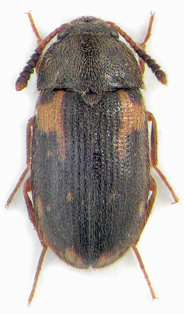 Mycetophagus intermedius Nikitsky, 1992