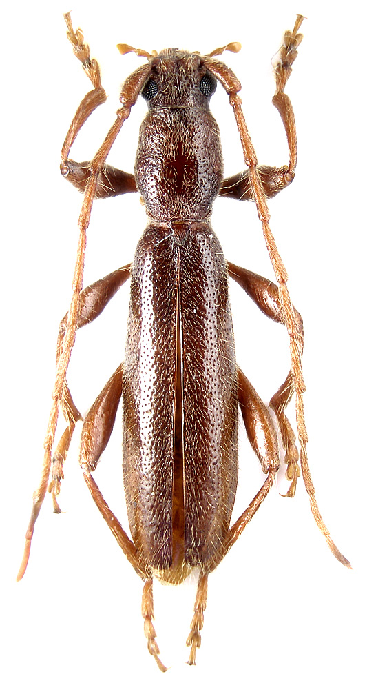 
   Hybometopia starcki  