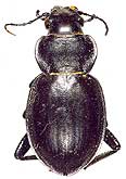 Callisthenes (s.str.) kuschakewitschi batesoni