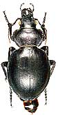 Callisthenes (s.str.) eversmanni adehinotus