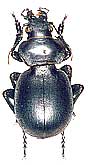 Callisthenes (s.str.) eversmanni adehinotus