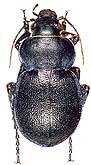 Callisthenes (s.str.) eversmanni eversmanni