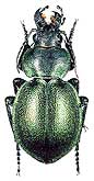 Callisthenes (s.str.) eversmanni persicus