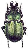 Callisthenes (s.str.) eversmanni persicus