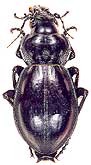 Callisthenes (s.str.) regelianus