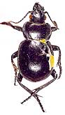 Callisthenes (s.str.) breviusculus m. araraticus