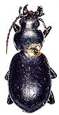 Callisthenes (s.str.) pseudocarabus