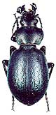 Callisthenes (s.str.) marginatus