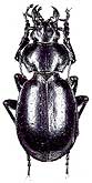 Callisthenes (s.str.) pseudocarabus