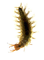 Hydrochara caraboides (Hydrophilidae)