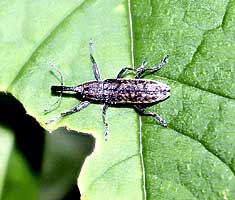 Lixus sp. (Curculionidae)