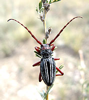 Dorcadion lutshniki