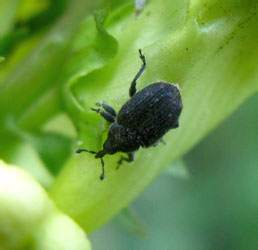 Rhinusa antirrhini (Paykull, 1800)