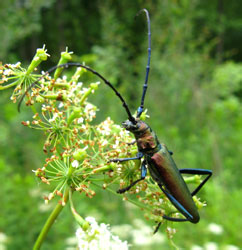 Aromia moschata moschata (Linnaeus, 1758)