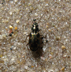 Bembidion ? varium (Olivier, 1795)