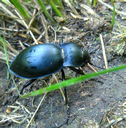 Carabus glabratus Paykull, 1790