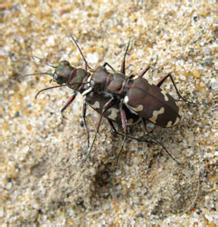 Cicindela maritima Latreille & Dejean, 1822