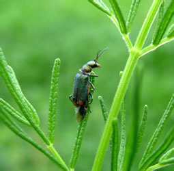 Malachius bipustulatus (Linnaeus, 1758)