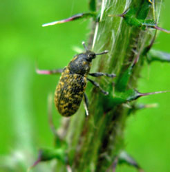 Rhinocyllus conicus (Frolich, 1792)