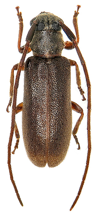 Terinaea tiliae