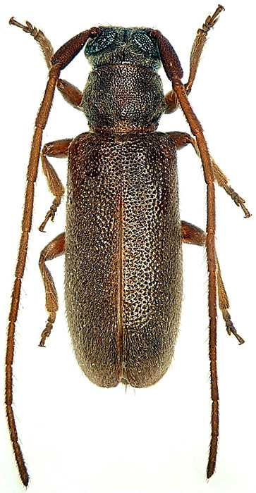 Terinaea tiliae