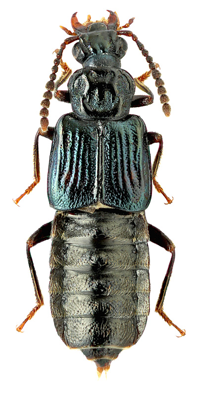 Platydeleaster bimaculatus Schulke, 2003