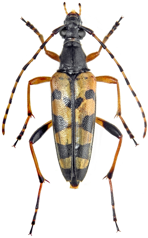 Rutpela maculata Poda, 1761