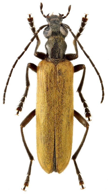 Xanthochroa luteipennis Mars.