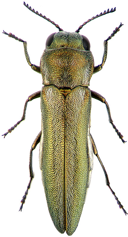 Agrilus (Spiragrilus) vaginalis Abeille de Perrin, 1897