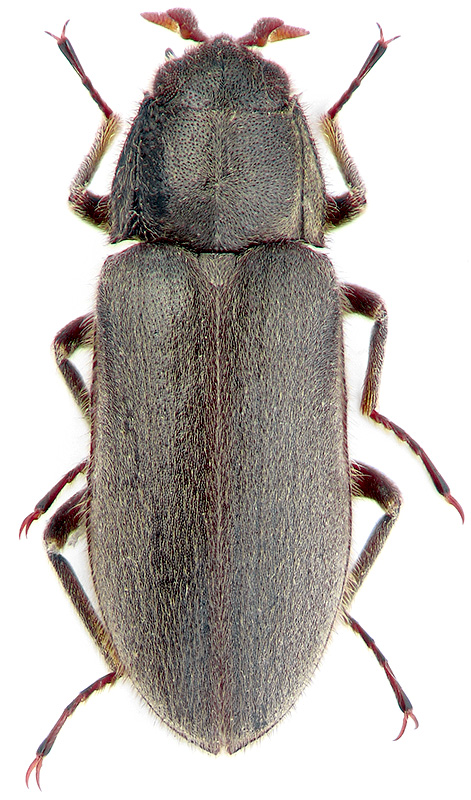 Dryops auriculatus Geoffr.