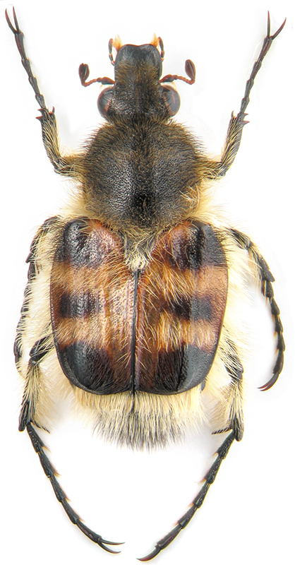 Lasiotrichius succinctus (Pallas, 1781)