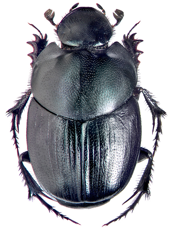 Onthophagus glasunovi Kosh.