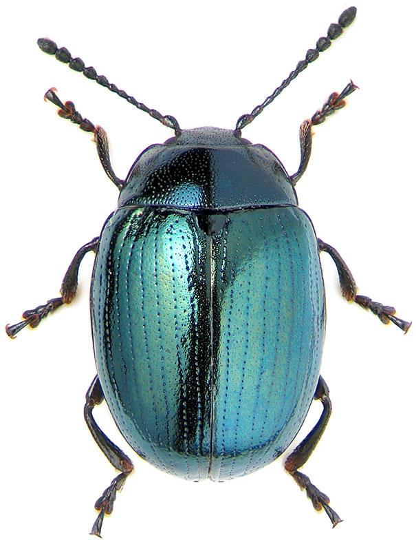 Phaedon armoraciae L.