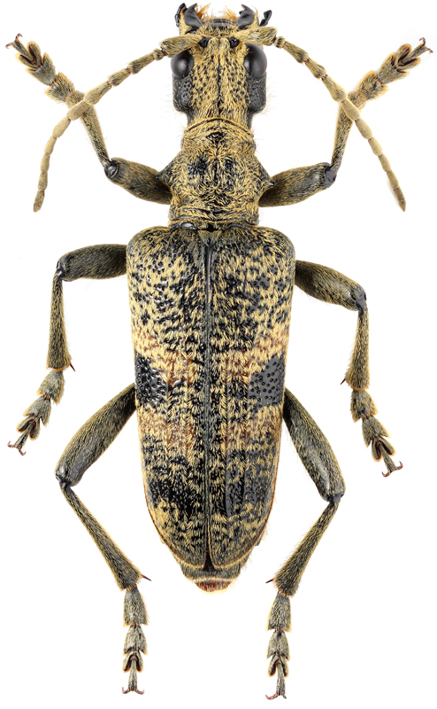 Rhagium mordax DeGeer