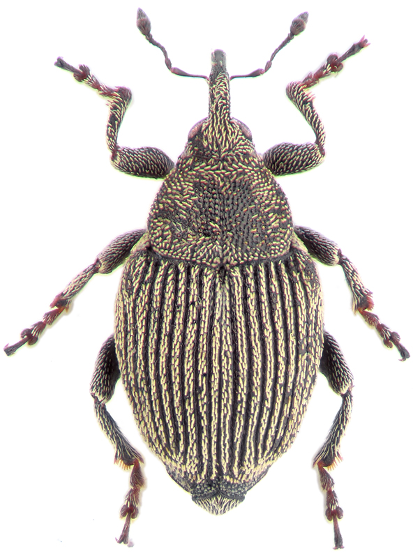 Thamiocolus uniformis Gyll.