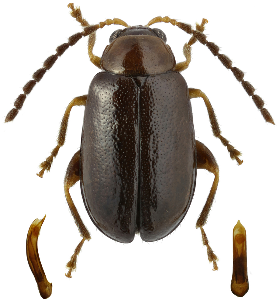 Luperomorpha_nigra