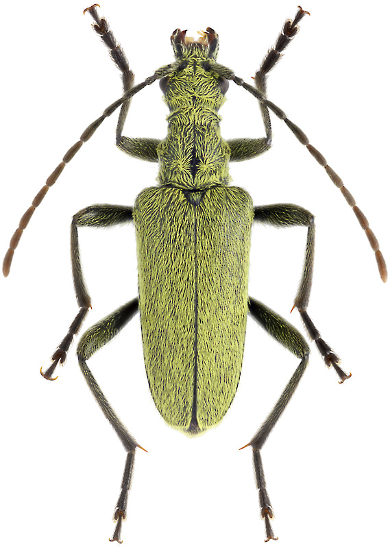 Euracmaeops angusticollis Gebl., 1833