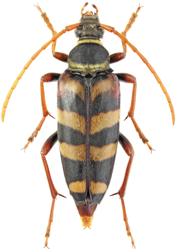 Leptura aurulenta F., 1793