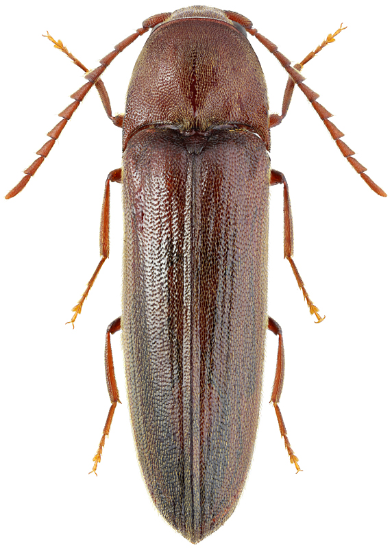 Rhacopus sahlbergi Mnnh., 1823