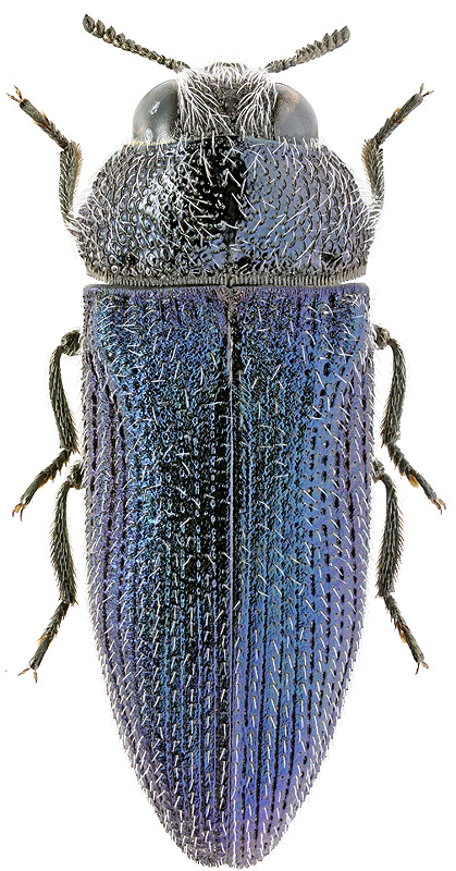 Acmaeodera lata Heyd., 1885