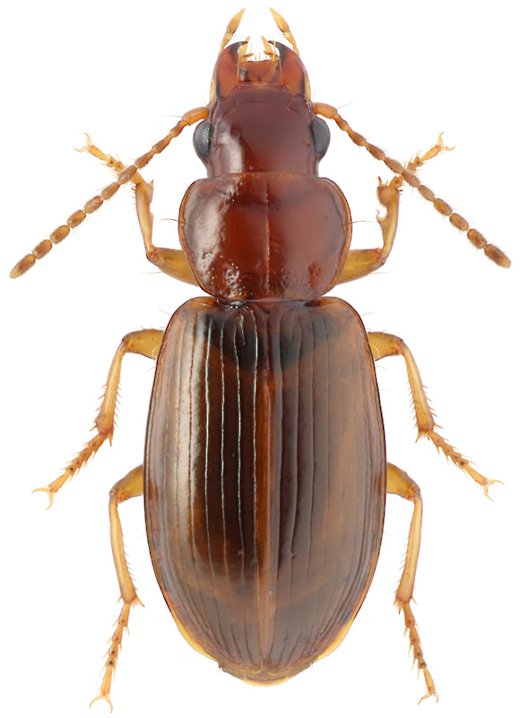 Bradycellus curtulus (Motschulsky, 1860 )