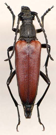 Lepturalia nigripes rufipennis