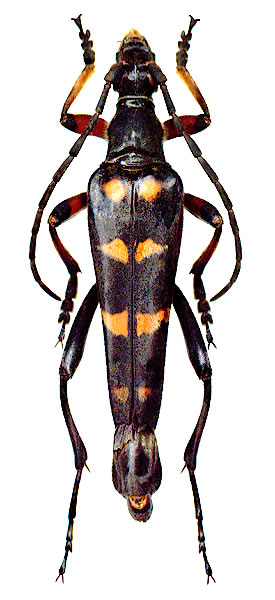 Leptura (Macroleptura) regalis