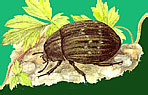 Byrrhidae